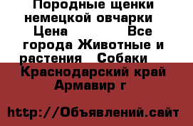 Породные щенки немецкой овчарки › Цена ­ 24 000 - Все города Животные и растения » Собаки   . Краснодарский край,Армавир г.